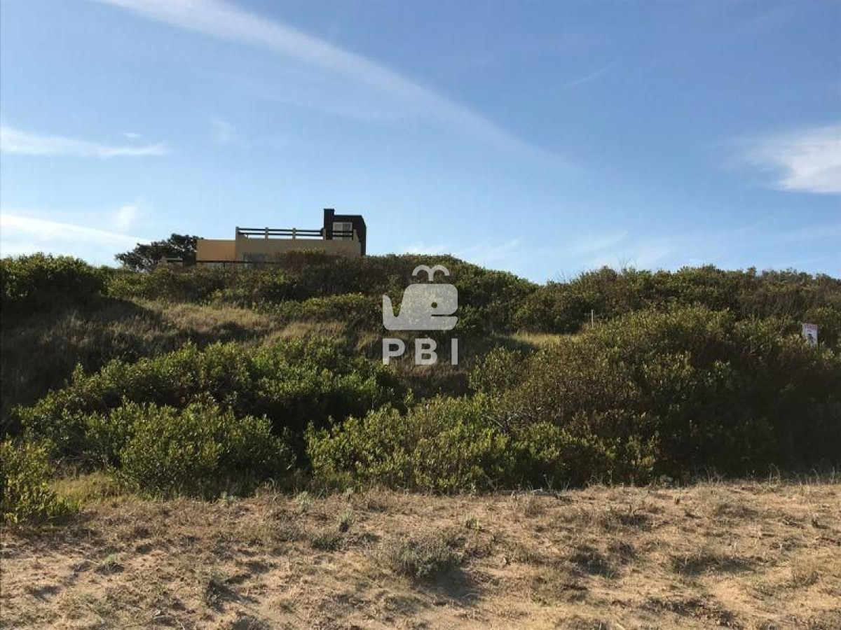 Chihuahua - GoPunta - Portal Inmobiliario de Punta del Este - Maldonado