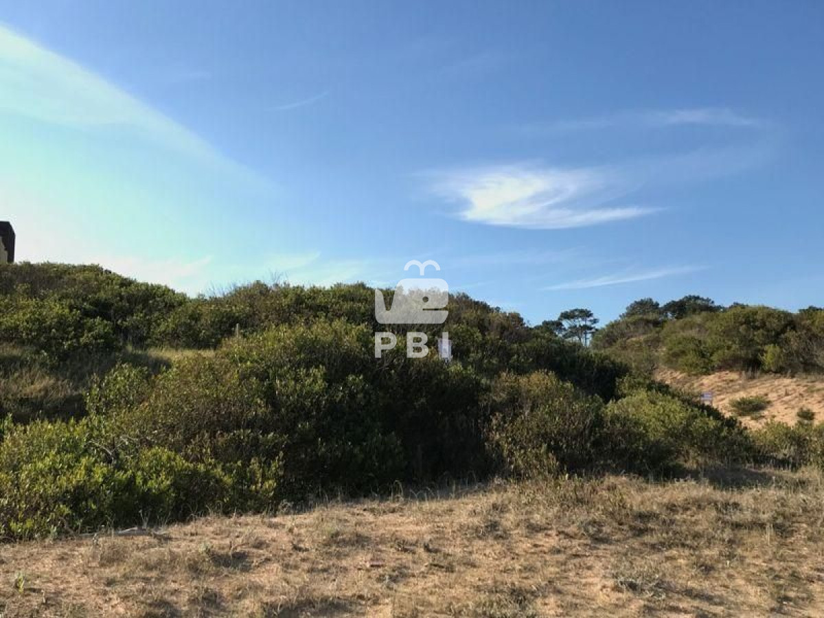 Chihuahua - GoPunta - Portal Inmobiliario de Punta del Este - Maldonado