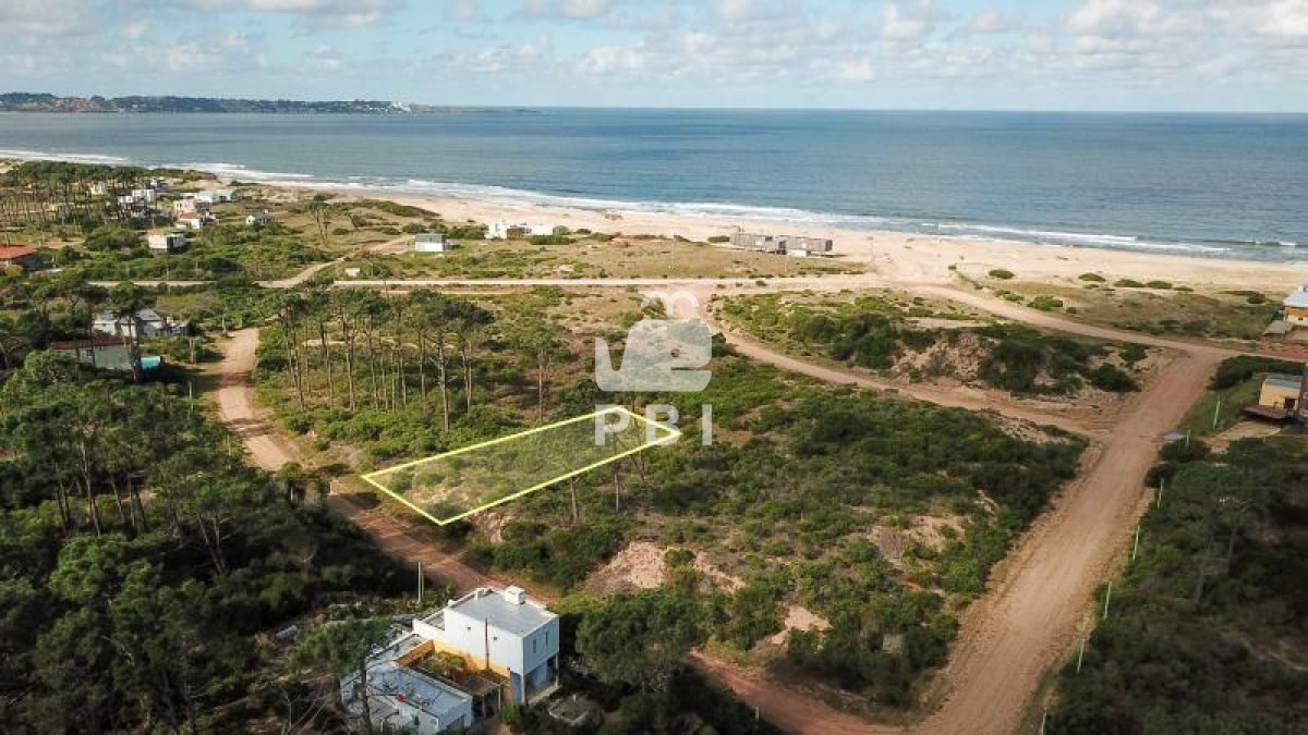 Chihuahua - GoPunta - Portal Inmobiliario de Punta del Este - Maldonado