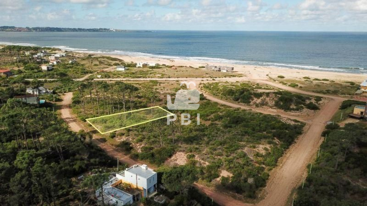 Chihuahua - GoPunta - Portal Inmobiliario de Punta del Este - Maldonado
