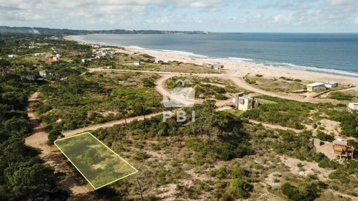 Chihuahua - GoPunta - Portal Inmobiliario de Punta del Este - Maldonado