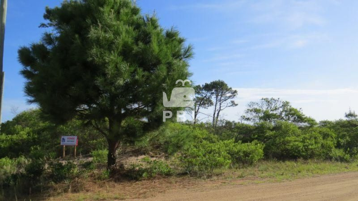 Chihuahua - GoPunta - Portal Inmobiliario de Punta del Este - Maldonado