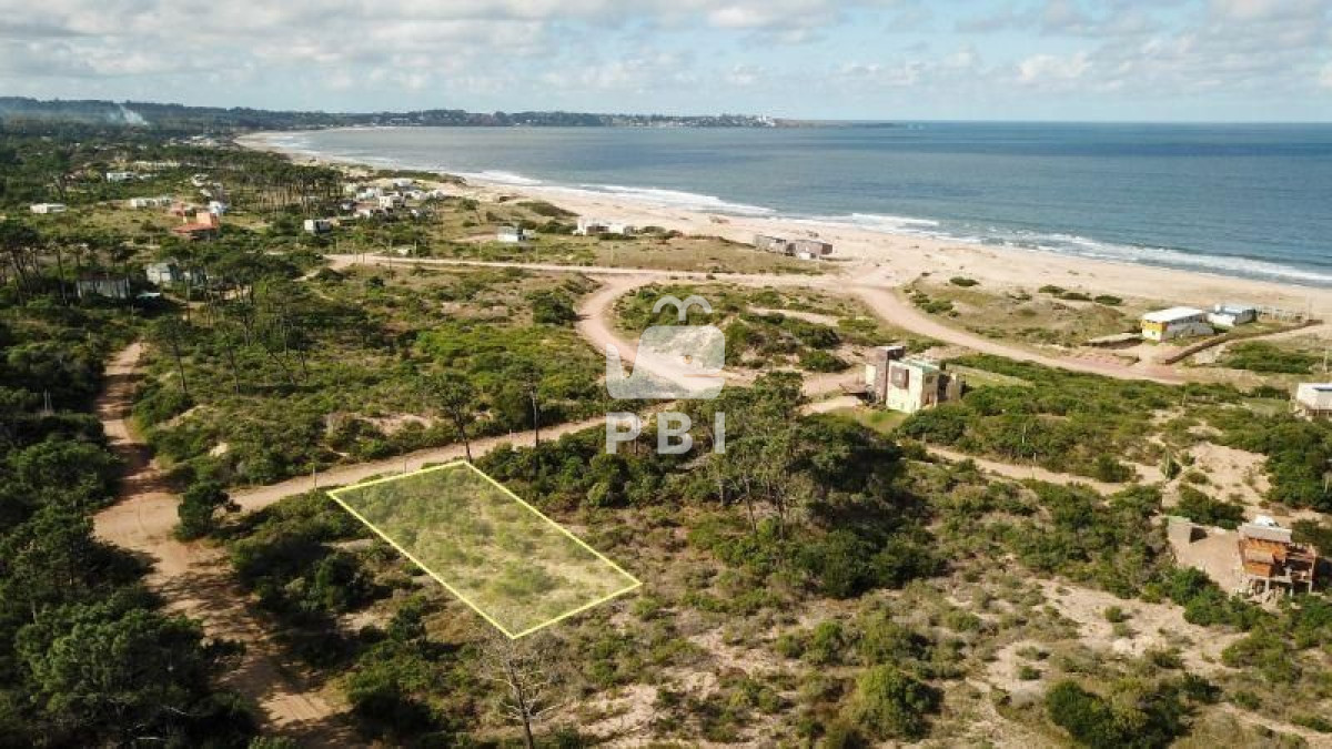 Chihuahua - GoPunta - Portal Inmobiliario de Punta del Este - Maldonado