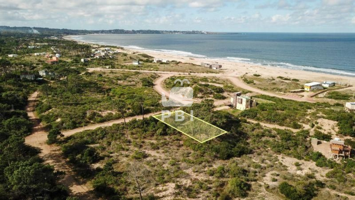 Chihuahua - GoPunta - Portal Inmobiliario de Punta del Este - Maldonado