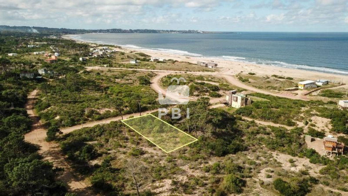 Chihuahua - GoPunta - Portal Inmobiliario de Punta del Este - Maldonado