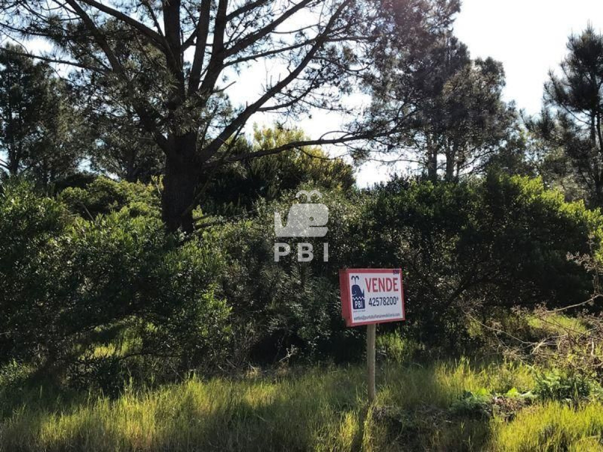 Tio Tom - GoPunta - Portal Inmobiliario de Punta del Este - Maldonado