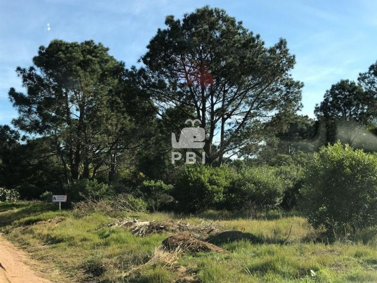 Tio Tom - GoPunta - Portal Inmobiliario de Punta del Este - Maldonado