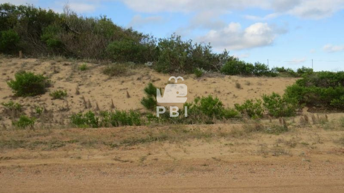 Chihuahua - GoPunta - Portal Inmobiliario de Punta del Este - Maldonado