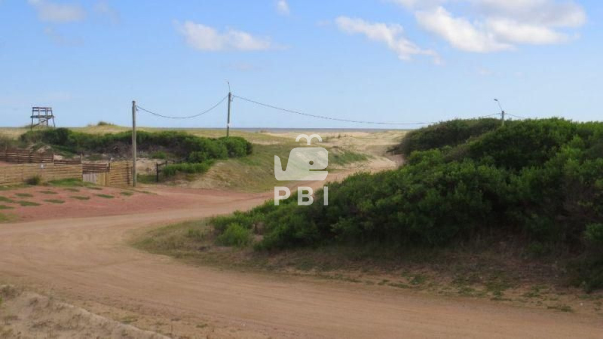 Chihuahua - GoPunta - Portal Inmobiliario de Punta del Este - Maldonado
