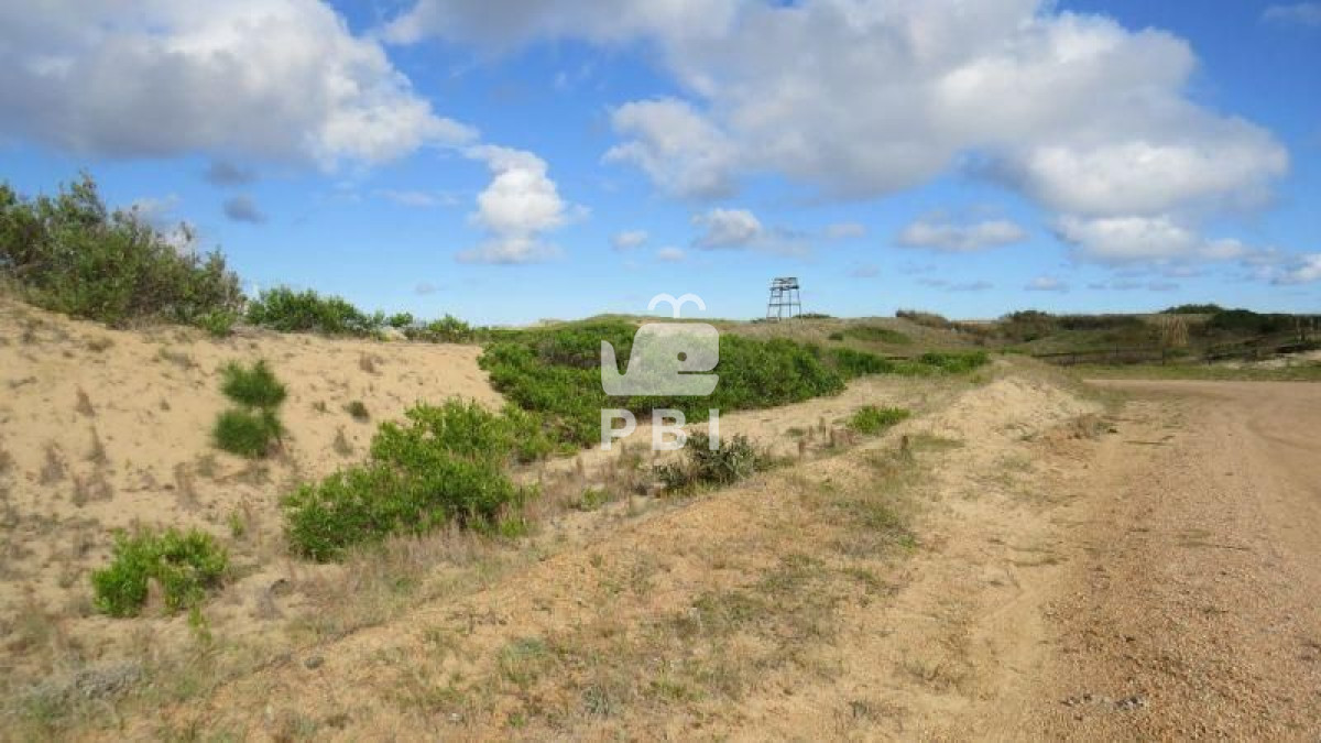 Chihuahua - GoPunta - Portal Inmobiliario de Punta del Este - Maldonado