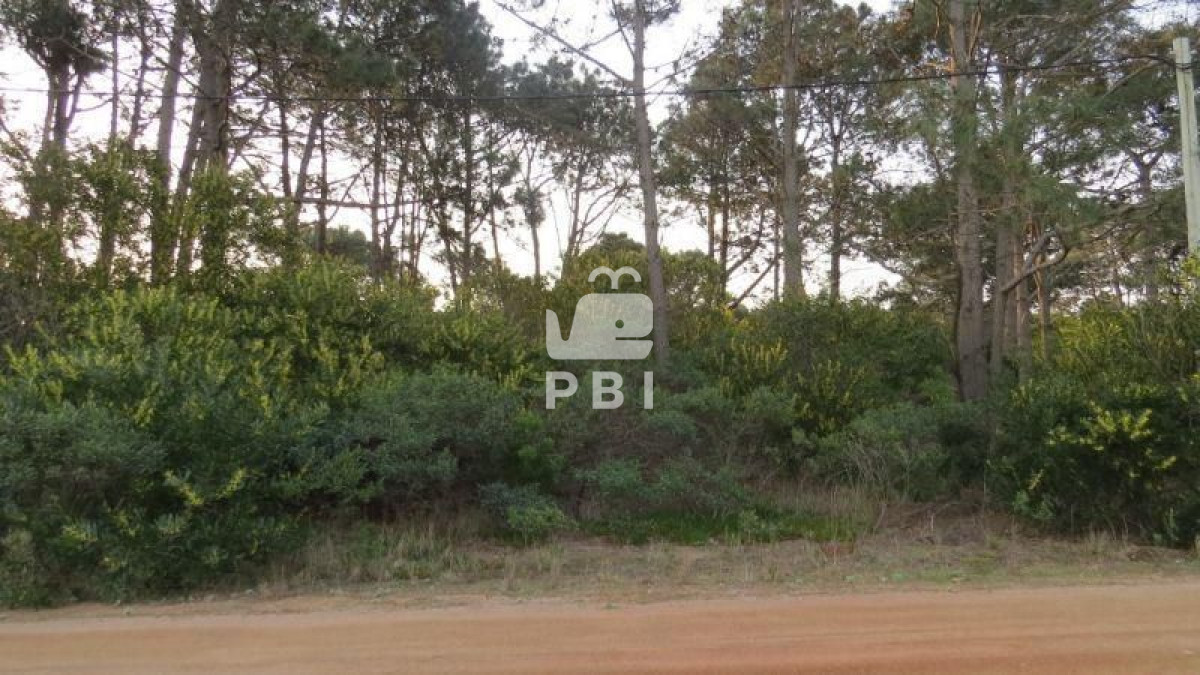 Chihuahua - GoPunta - Portal Inmobiliario de Punta del Este - Maldonado