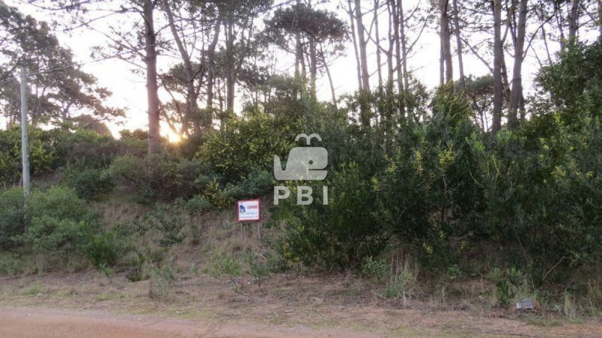 Chihuahua - GoPunta - Portal Inmobiliario de Punta del Este - Maldonado