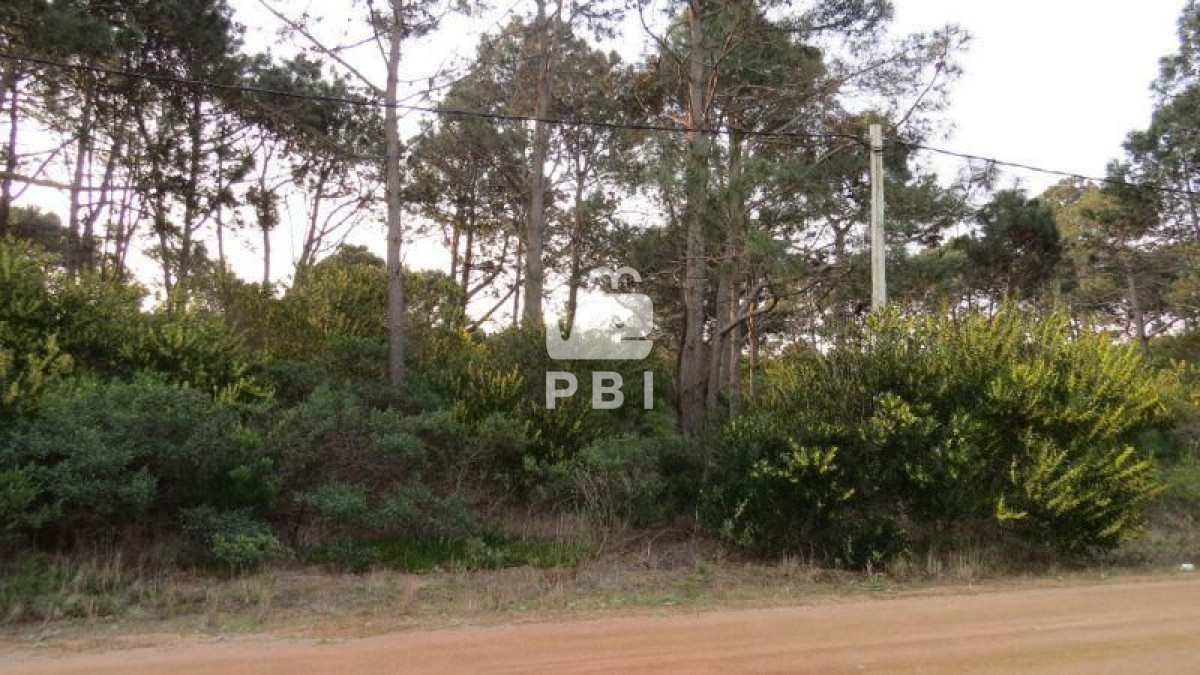 Chihuahua - GoPunta - Portal Inmobiliario de Punta del Este - Maldonado