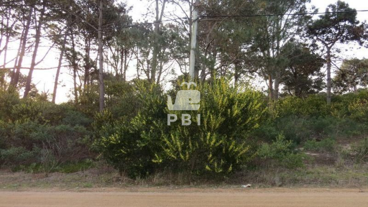 Chihuahua - GoPunta - Portal Inmobiliario de Punta del Este - Maldonado