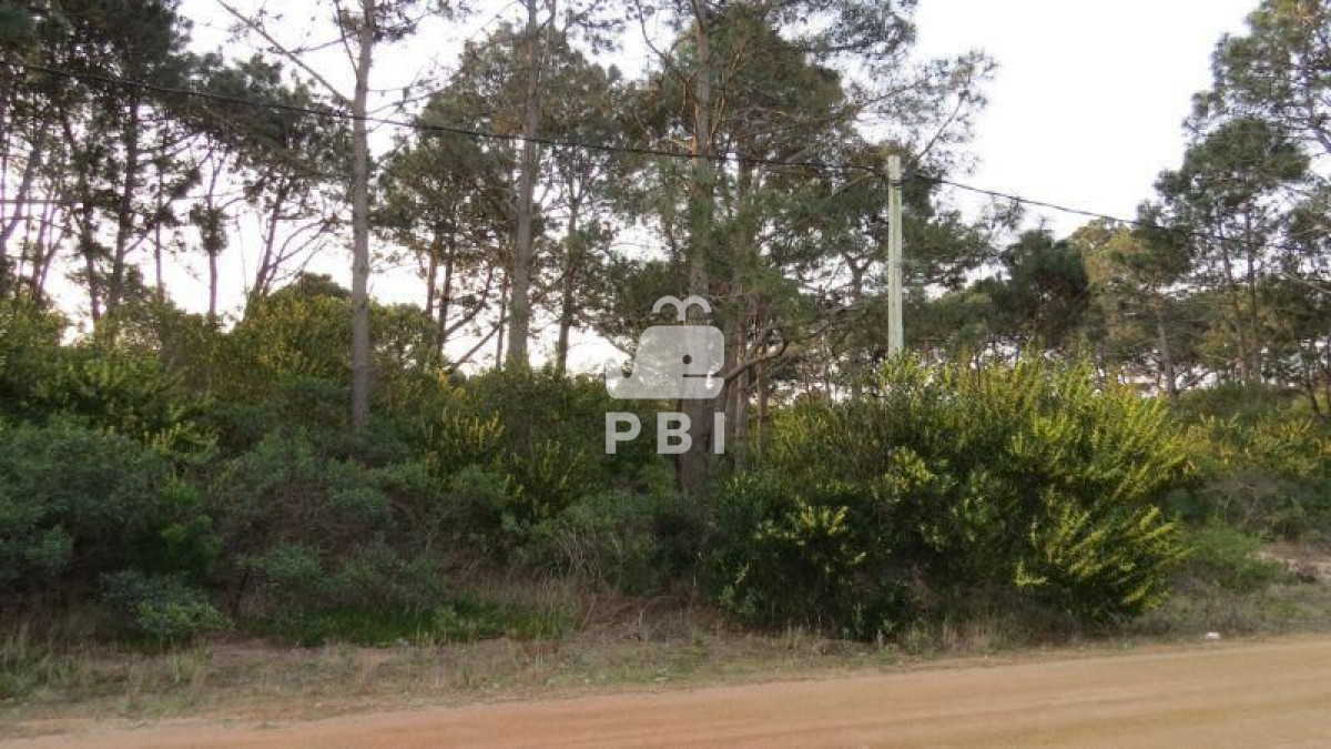 Chihuahua - GoPunta - Portal Inmobiliario de Punta del Este - Maldonado