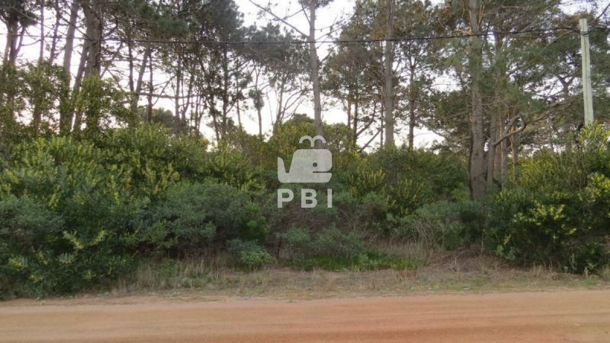Chihuahua - GoPunta - Portal Inmobiliario de Punta del Este - Maldonado