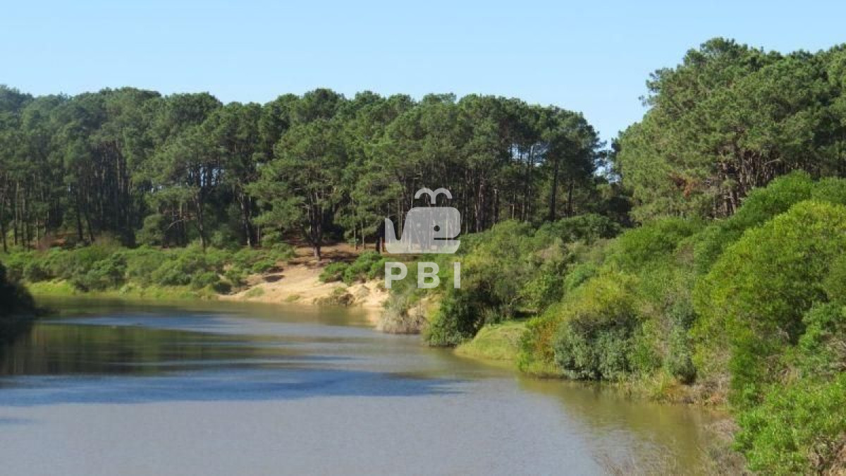 Chihuahua - GoPunta - Portal Inmobiliario de Punta del Este - Maldonado