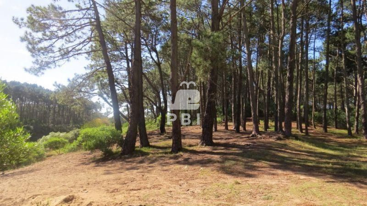 Chihuahua - GoPunta - Portal Inmobiliario de Punta del Este - Maldonado