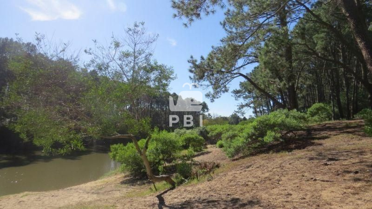 Chihuahua - GoPunta - Portal Inmobiliario de Punta del Este - Maldonado