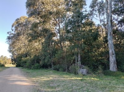 Venta de lote en Sauce de Portezuelo, Punta Ballena. - Ref : PBI2891