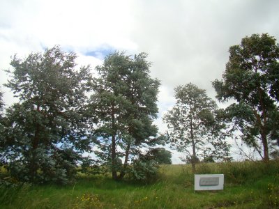 Lote en Laguna de los Cisnes, Punta Ballena - Ref : PBI2703