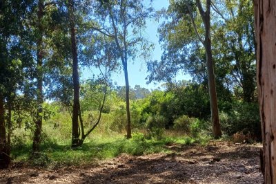 Terreno en venta en Sauce de Portezuelo, Punta Ballena  - Ref : PBI15368