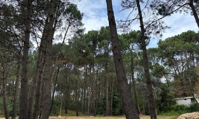 Terreno en venta en Portezuelo Bosque, Punta Ballena  - Ref : PBI14439