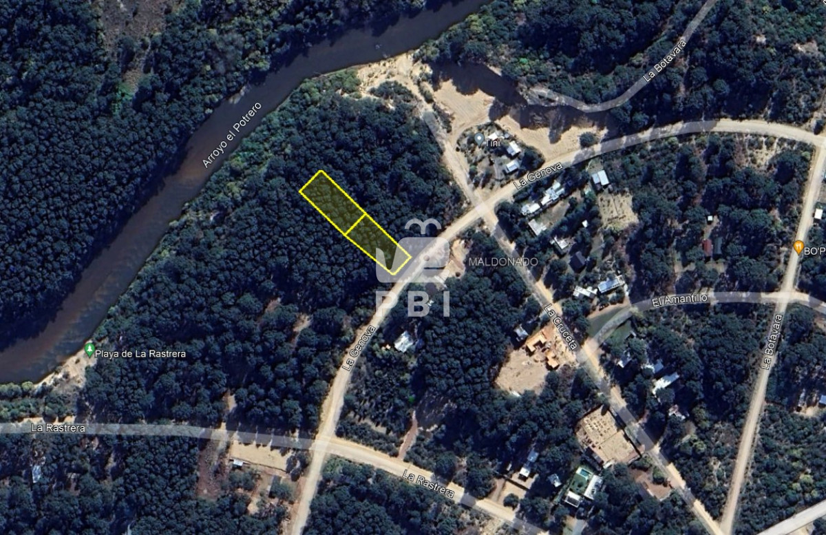 Chihuahua - GoPunta - Portal Inmobiliario de Punta del Este - Maldonado