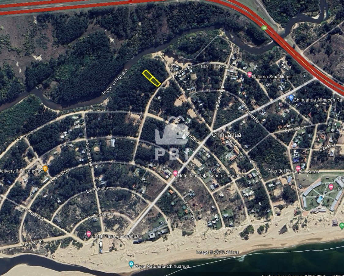 Chihuahua - GoPunta - Portal Inmobiliario de Punta del Este - Maldonado