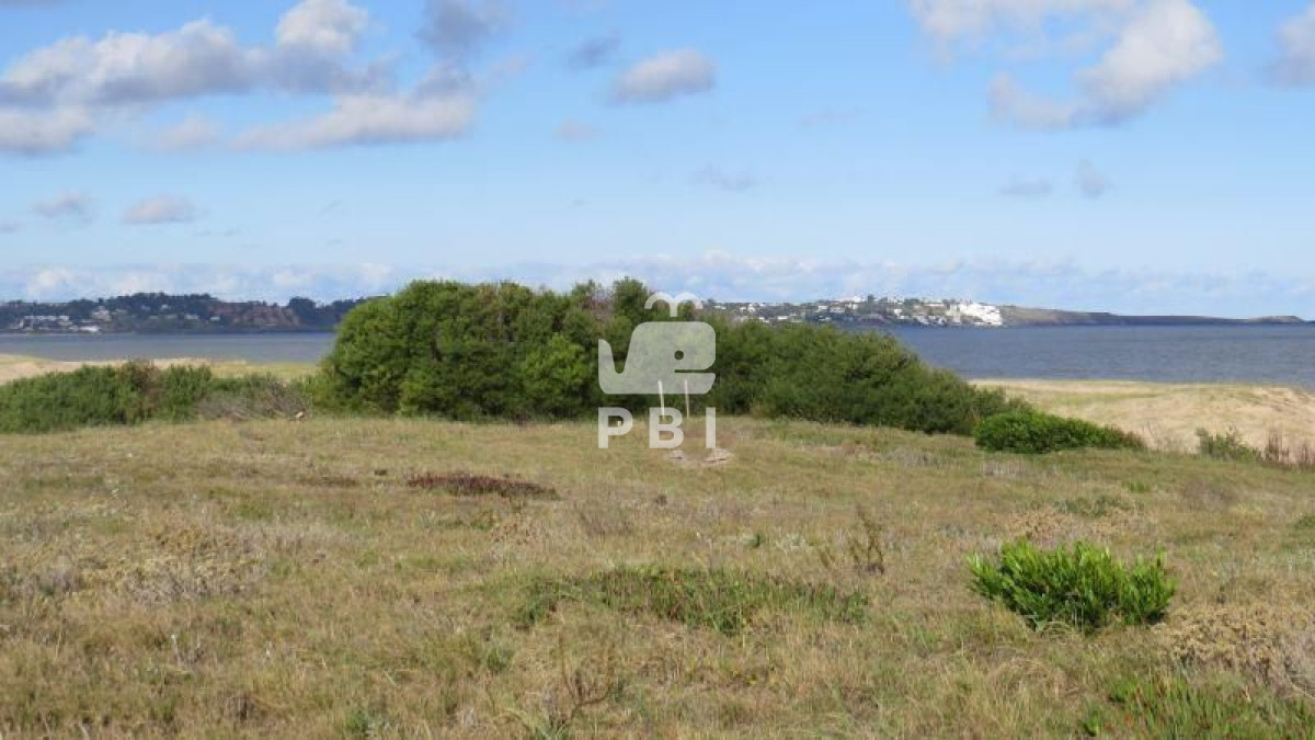 Chihuahua - GoPunta - Portal Inmobiliario de Punta del Este - Maldonado