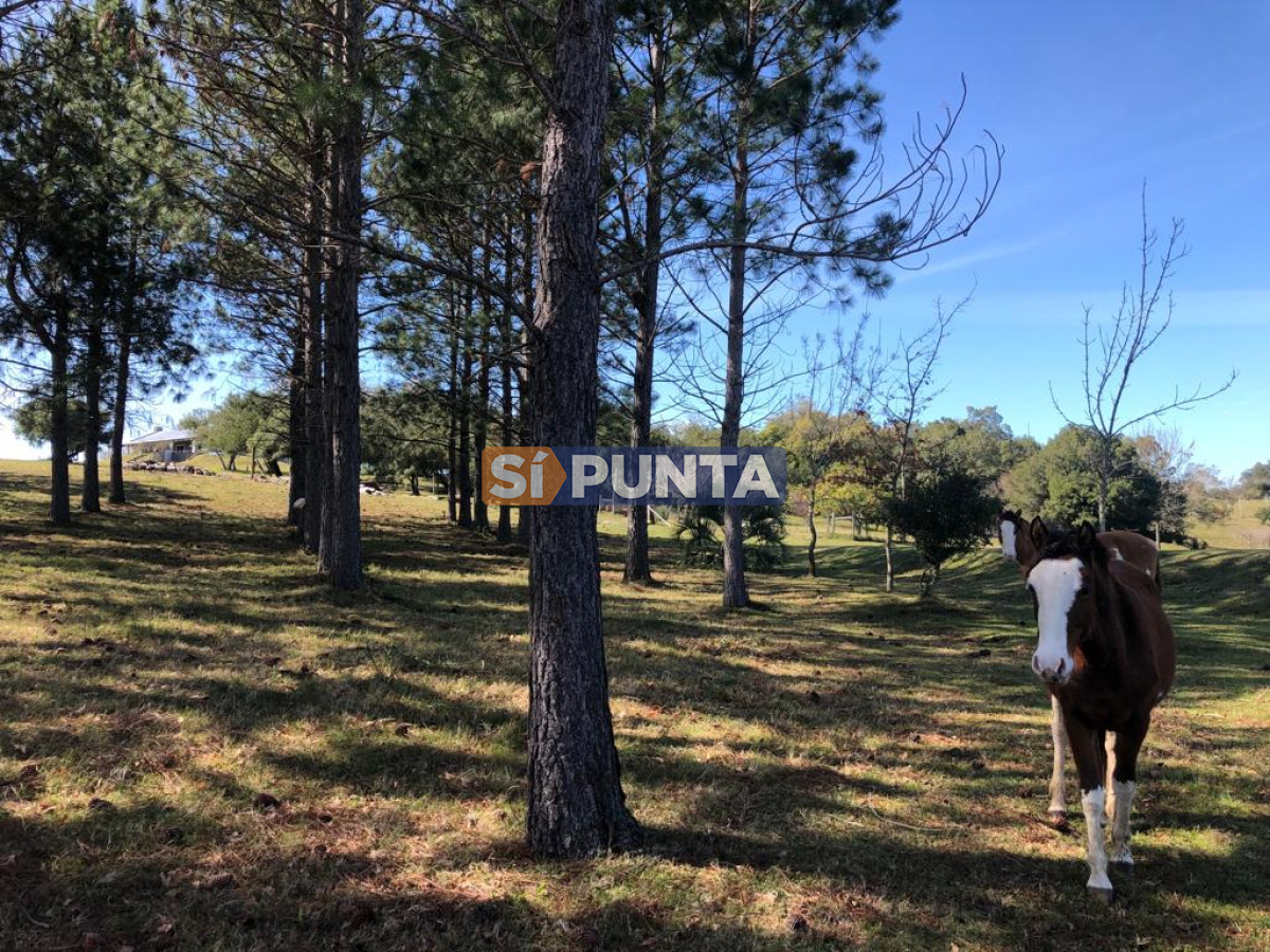 Chacra ID.9836 - MALDONADO EXCELENTE CHACRA DE 10 HAS CON CASA PRINCIPAL, DE SERVICIO Y DE HUESPEDES, PISCINA CLIMATIZADA