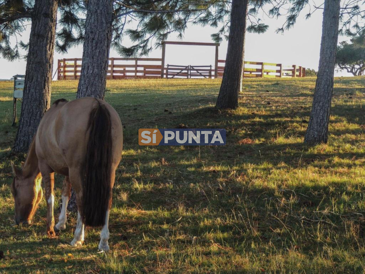 Chacra ID.9836 - MALDONADO EXCELENTE CHACRA DE 10 HAS CON CASA PRINCIPAL, DE SERVICIO Y DE HUESPEDES, PISCINA CLIMATIZADA