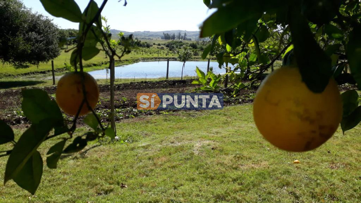 Chacra ID.9836 - MALDONADO EXCELENTE CHACRA DE 10 HAS CON CASA PRINCIPAL, DE SERVICIO Y DE HUESPEDES, PISCINA CLIMATIZADA