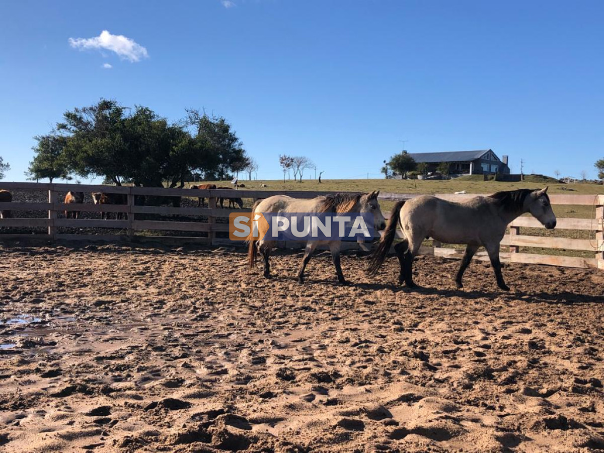 Chacra ID.9836 - MALDONADO EXCELENTE CHACRA DE 10 HAS CON CASA PRINCIPAL, DE SERVICIO Y DE HUESPEDES, PISCINA CLIMATIZADA