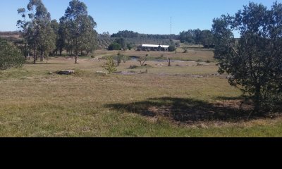 PUNTA BALLENA LAGUNA DEL SAUCE CHACRA 5 HAS CON  PLANTACIÓN DE OLIVOS