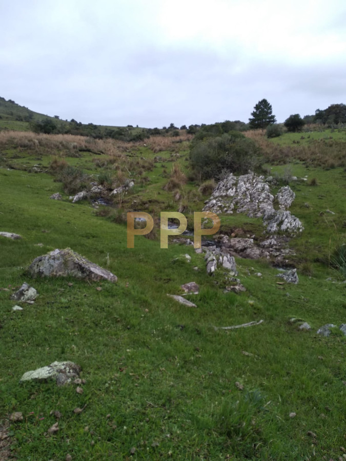 Chacra ID.2274 - Vendo excelente chacra de 39 hectÃ¡reas para granja turÃ­stica o tambo, Aigua, Punta del Este