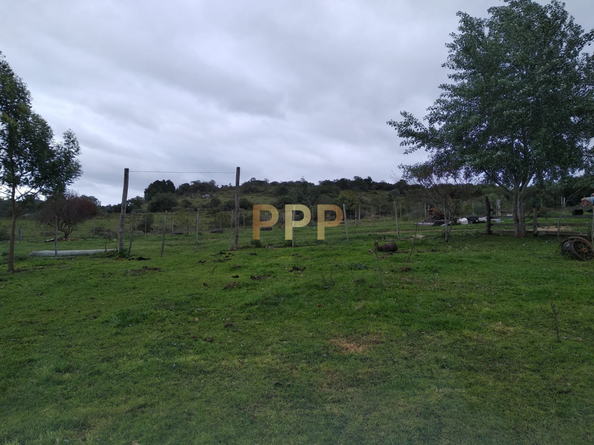Chacra ID.2274 - Vendo excelente chacra de 39 hectÃ¡reas para granja turÃ­stica o tambo, Aigua, Punta del Este