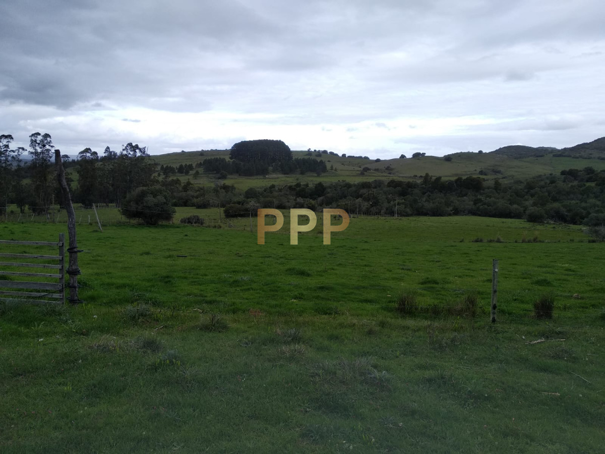 Chacra ID.2274 - Vendo excelente chacra de 39 hectÃ¡reas para granja turÃ­stica o tambo, Aigua, Punta del Este