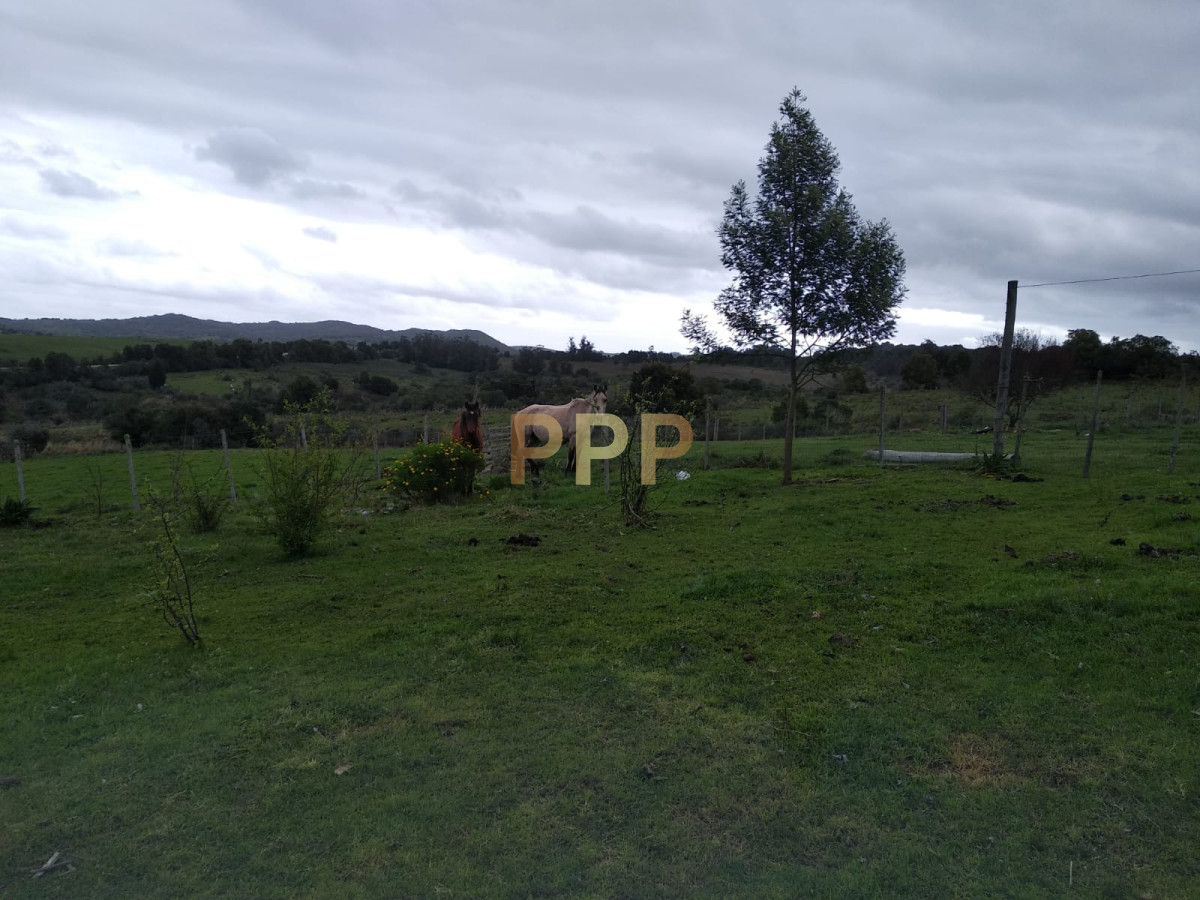 Chacra ID.2248 - Vendo excelente chacra de 39 hectÃ¡reas para granja turÃ­stica o tambo, Aigua, Punta del Este