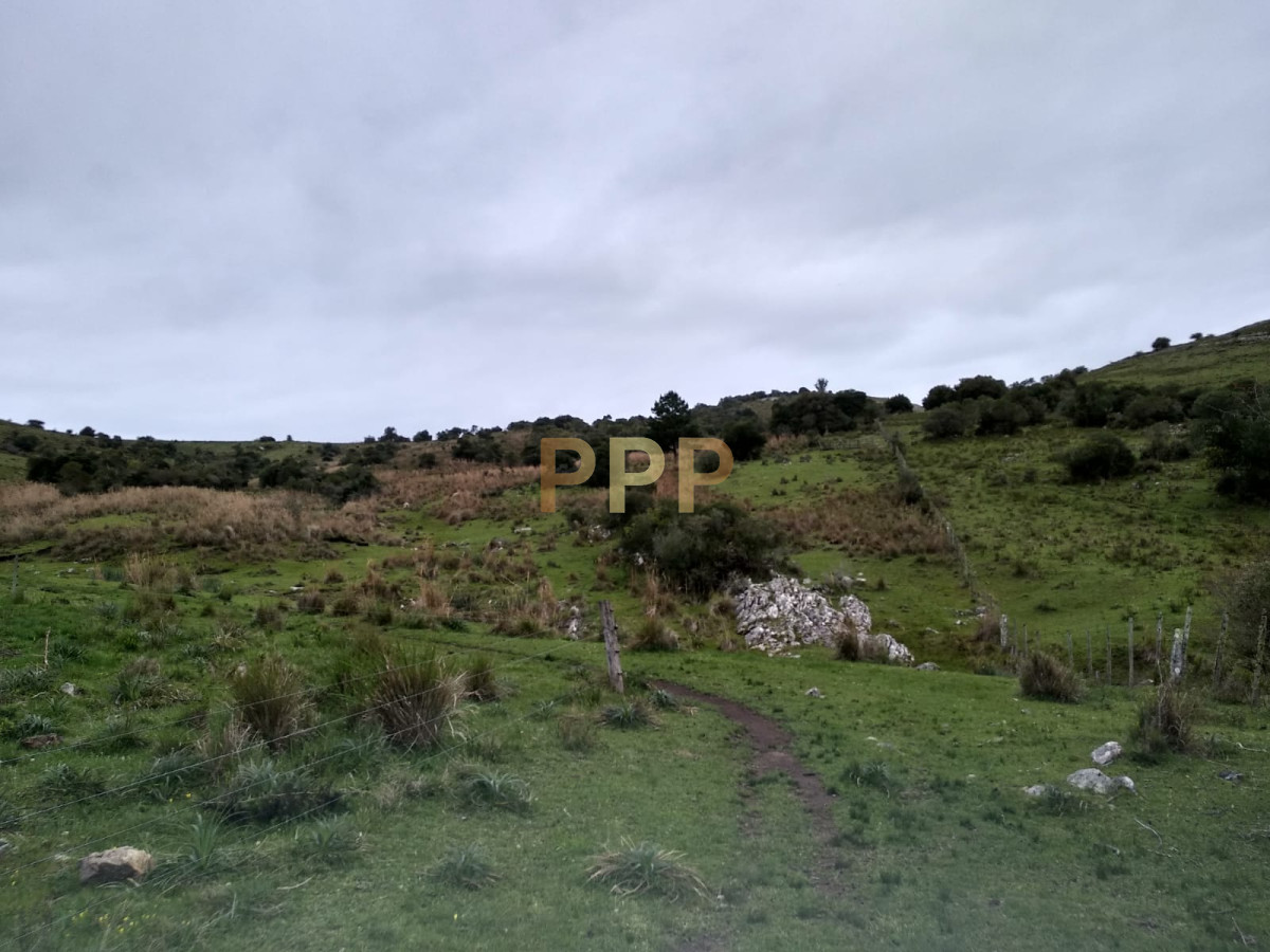 Chacra ID.2248 - Vendo excelente chacra de 39 hectÃ¡reas para granja turÃ­stica o tambo, Aigua, Punta del Este