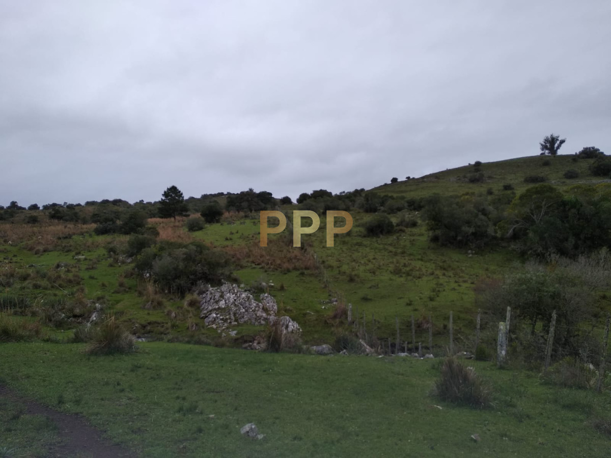 Chacra ID.2248 - Vendo excelente chacra de 39 hectÃ¡reas para granja turÃ­stica o tambo, Aigua, Punta del Este