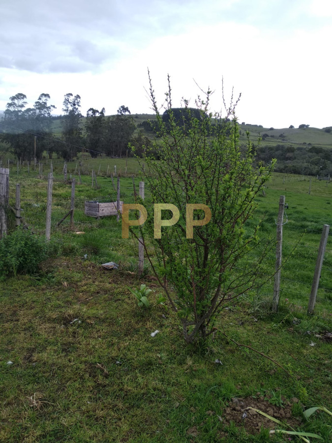 Chacra ID.2248 - Vendo excelente chacra de 39 hectÃ¡reas para granja turÃ­stica o tambo, Aigua, Punta del Este