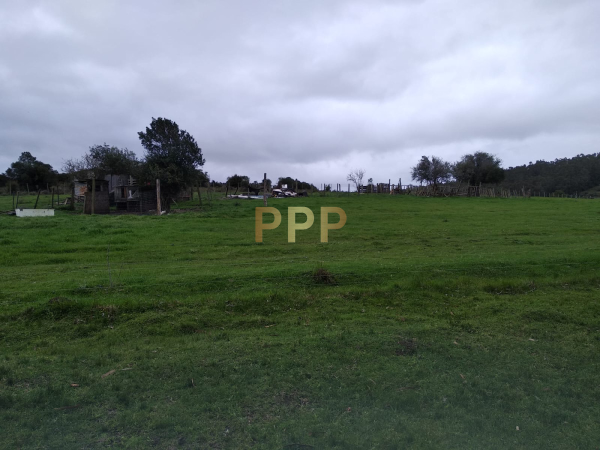 Chacra ID.2274 - Vendo excelente chacra de 39 hectÃ¡reas para granja turÃ­stica o tambo, Aigua, Punta del Este