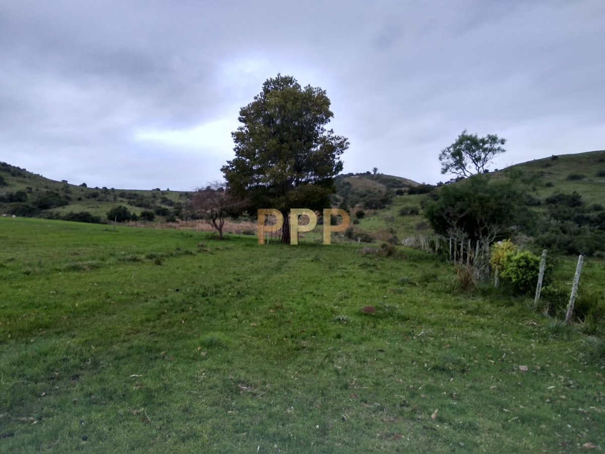 Chacra ID.2248 - Vendo excelente chacra de 39 hectÃ¡reas para granja turÃ­stica o tambo, Aigua, Punta del Este