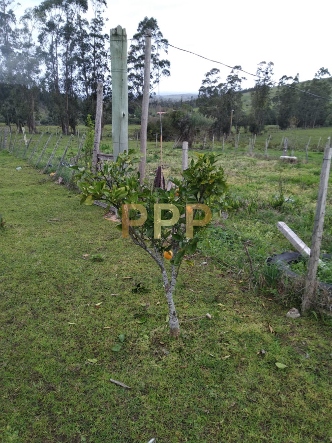Chacra ID.2248 - Vendo excelente chacra de 39 hectÃ¡reas para granja turÃ­stica o tambo, Aigua, Punta del Este