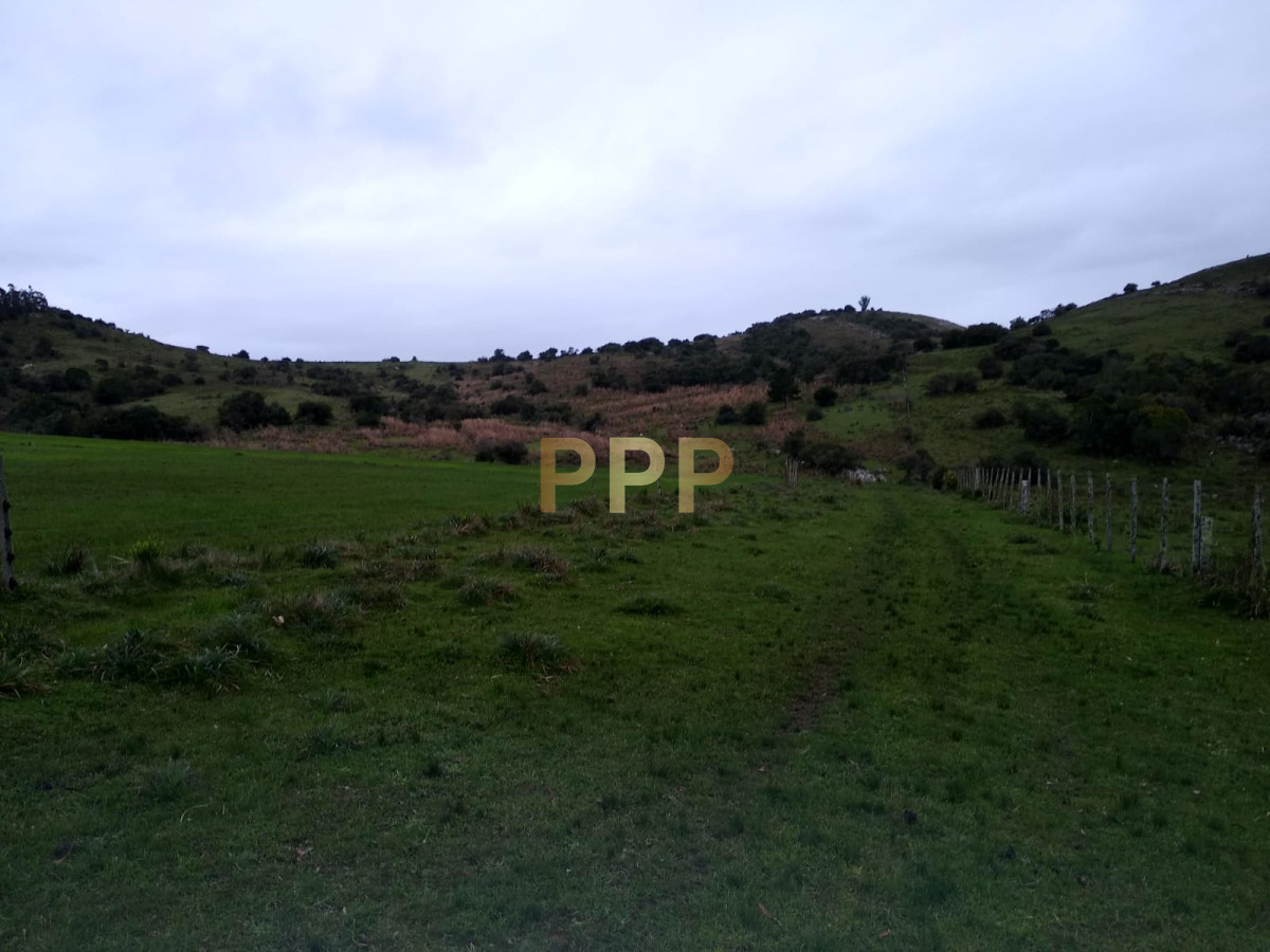 Chacra ID.2274 - Vendo excelente chacra de 39 hectÃ¡reas para granja turÃ­stica o tambo, Aigua, Punta del Este