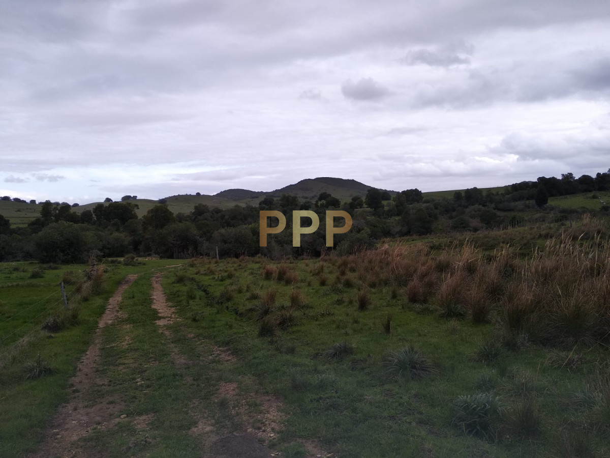 Chacra ID.2274 - Vendo excelente chacra de 39 hectÃ¡reas para granja turÃ­stica o tambo, Aigua, Punta del Este