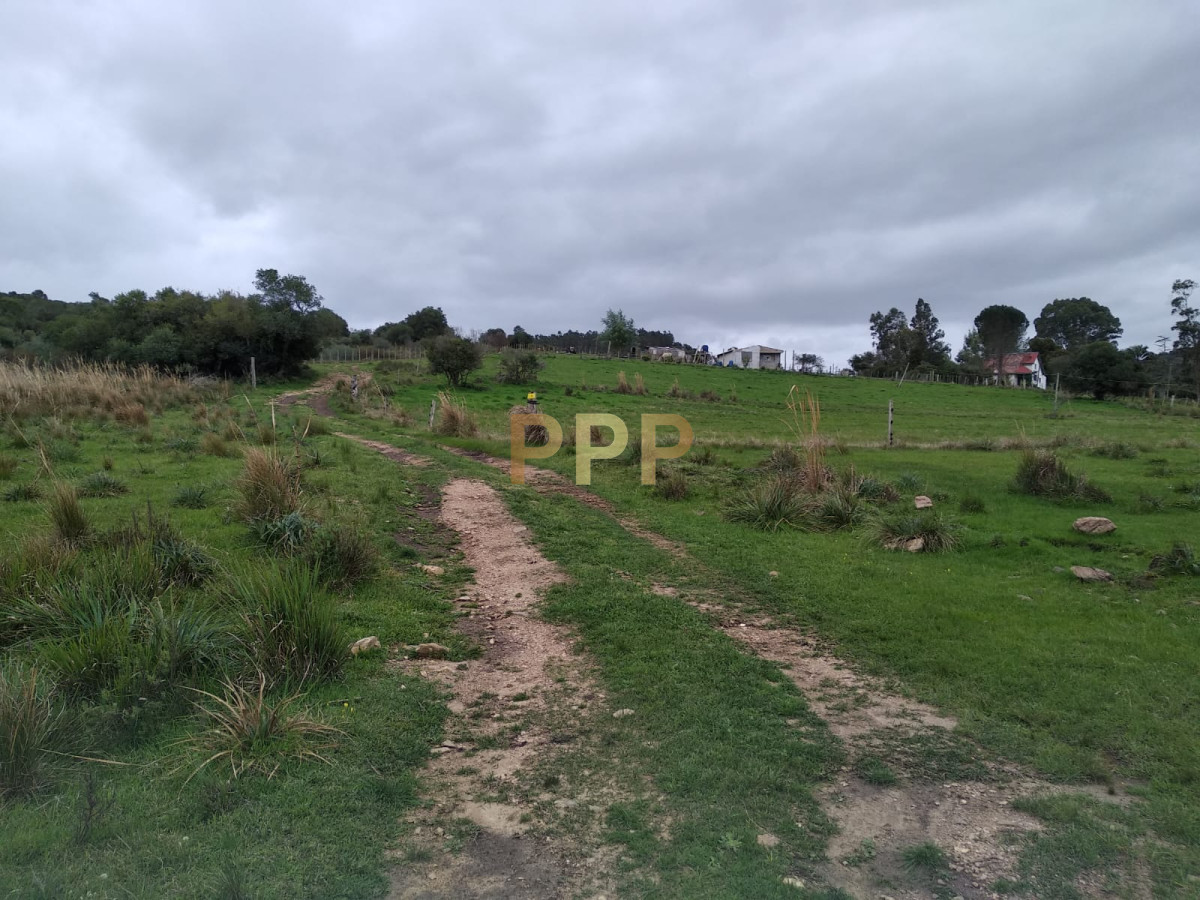 Chacra ID.2274 - Vendo excelente chacra de 39 hectÃ¡reas para granja turÃ­stica o tambo, Aigua, Punta del Este