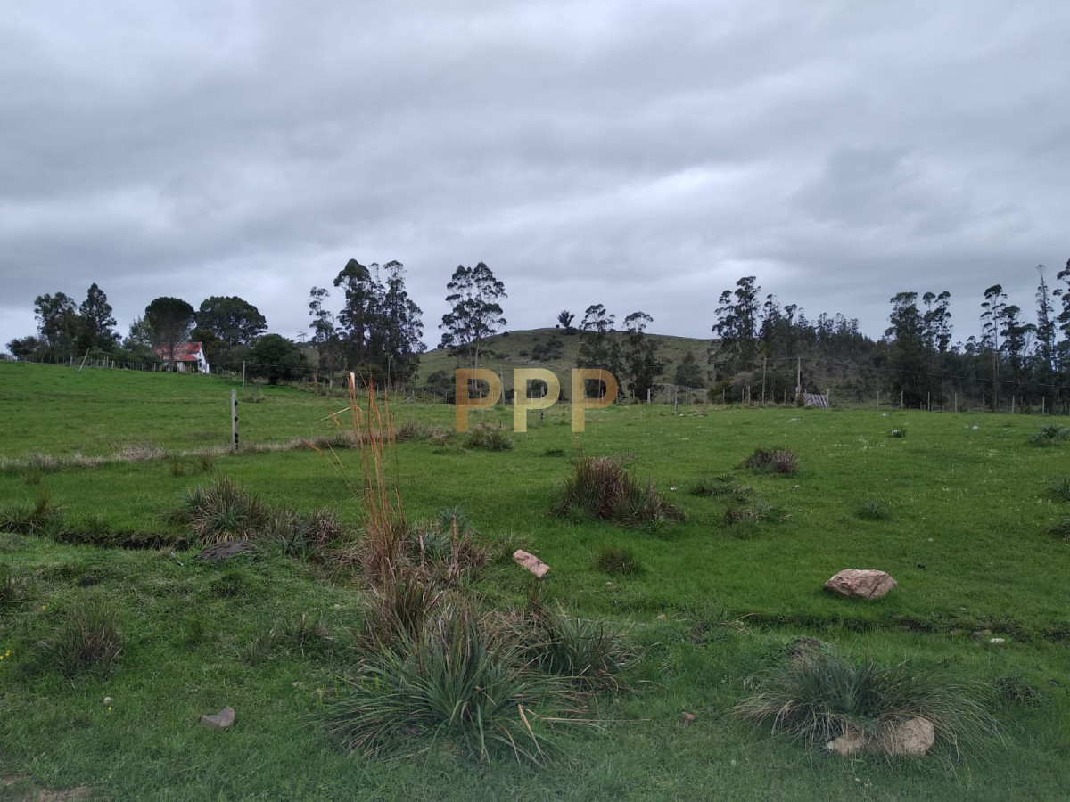 Chacra ID.2248 - Vendo excelente chacra de 39 hectÃ¡reas para granja turÃ­stica o tambo, Aigua, Punta del Este