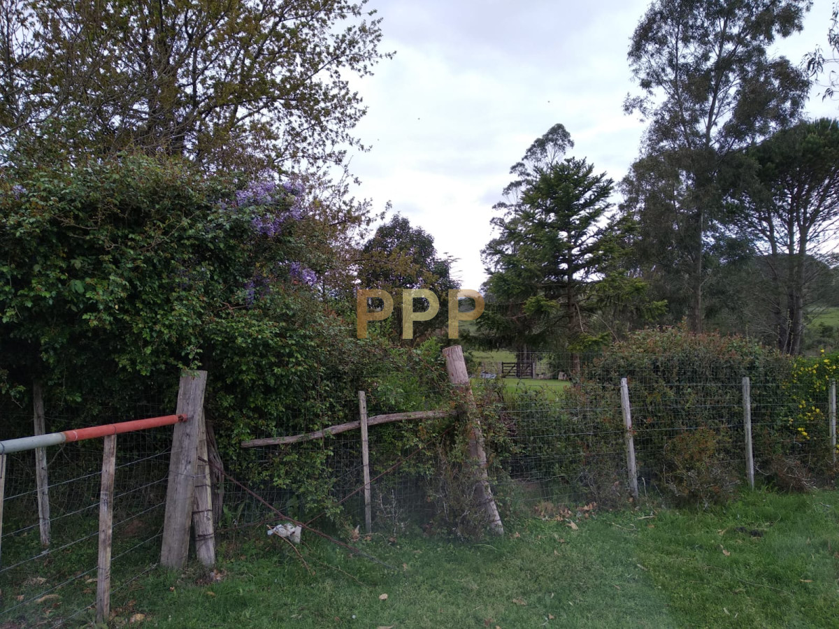 Chacra ID.2274 - Vendo excelente chacra de 39 hectÃ¡reas para granja turÃ­stica o tambo, Aigua, Punta del Este